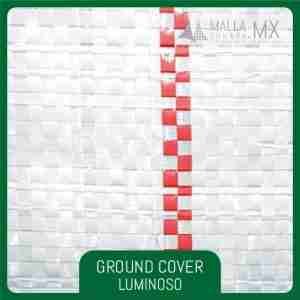Ground Cover Luminoso
