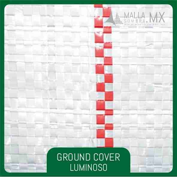 Ground Cover Luminoso