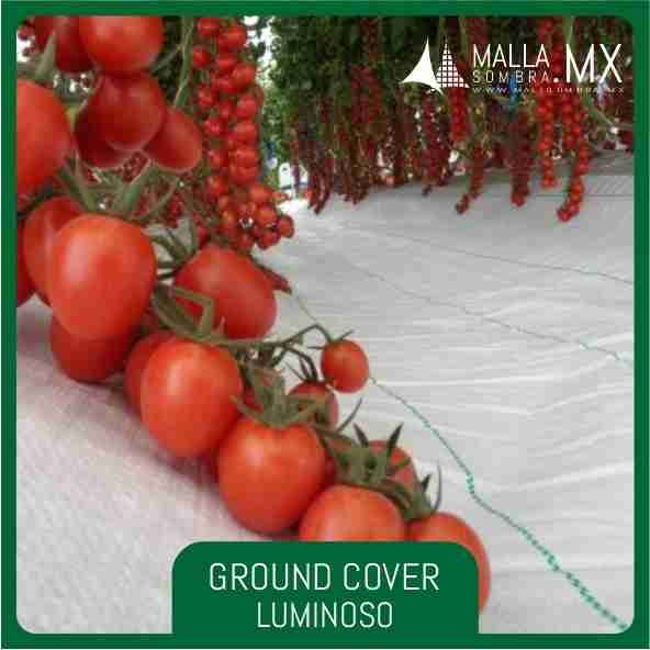 Ground Cover Luminoso - Imagen 2