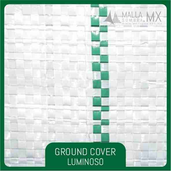 Ground Cover Luminoso - Imagen 3