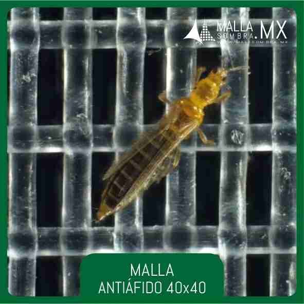 Malla Antiáfido 40x40 Mesh - 16x16cm² - Imagen 2