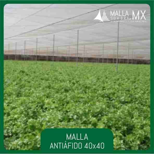 Malla Antiáfido 40x40 Mesh - 16x16cm² - Imagen 4